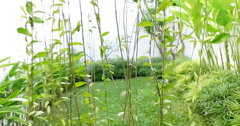 Youtube.com/Ivan Gunawan