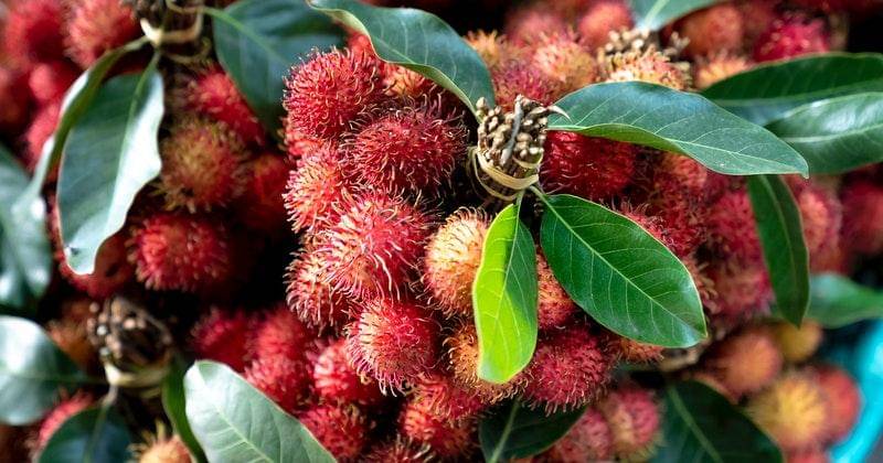 Pexels/Quang Nguyen Vinh