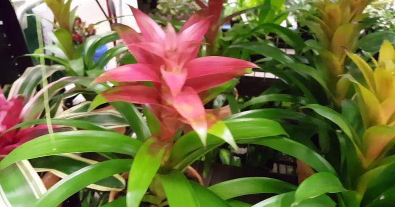 Youtube.com/Donna Joshi