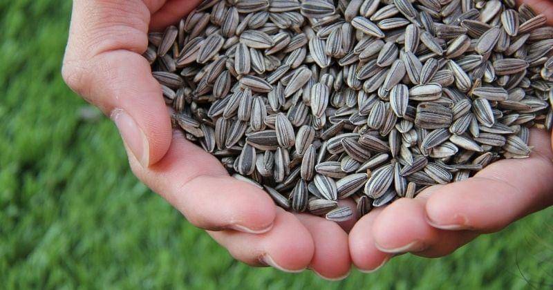 Pixabay/Nonnatthapat