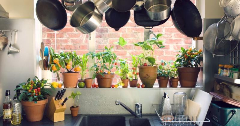 Tips Berkebun di Dapur, Bisa Tanam Bumbu Masak dan Sayuran