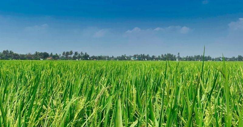 Unsplash/Fajruddin Mudzakkir