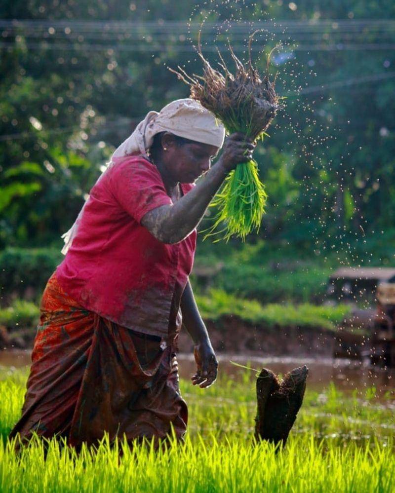 Unsplash/Nandhu Kumar