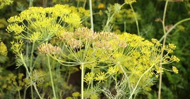 Pixabay/andreas160578