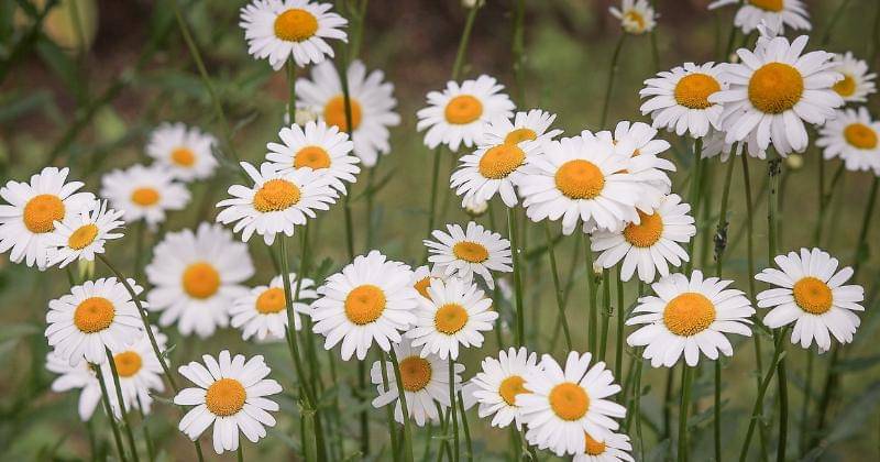 Pixabay/manfredrichter