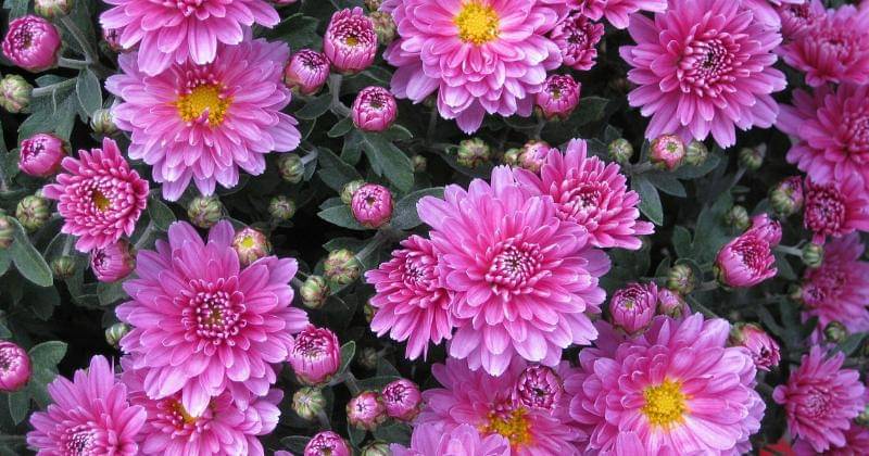 Pixabay/Suppenkasper