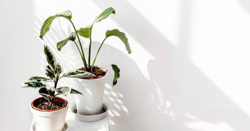 Freepik/Rawpixel.com