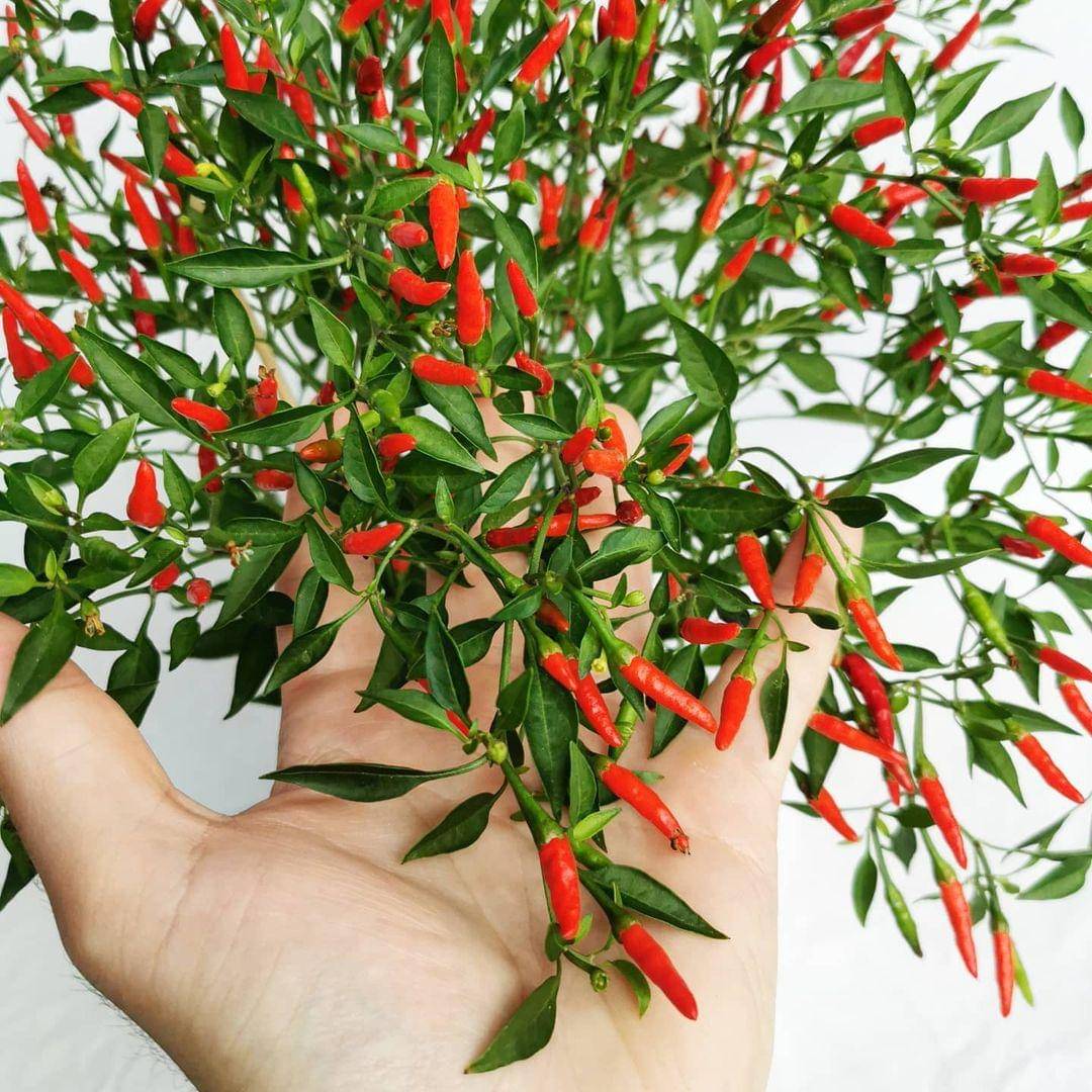 Instagram.com/greenplantsnorway