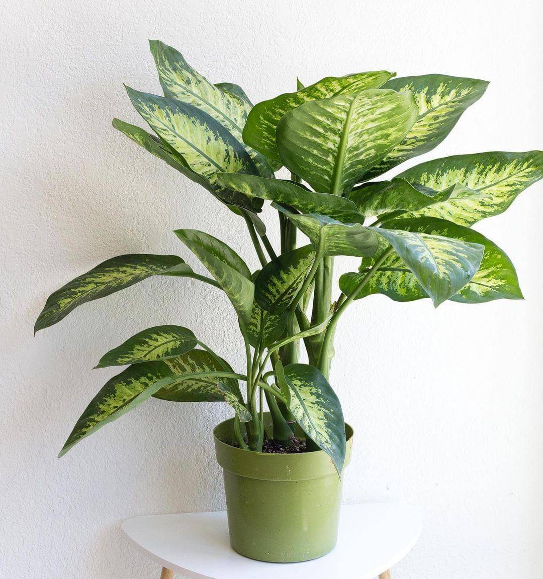 dumb cane - Instagram.com/piep.co