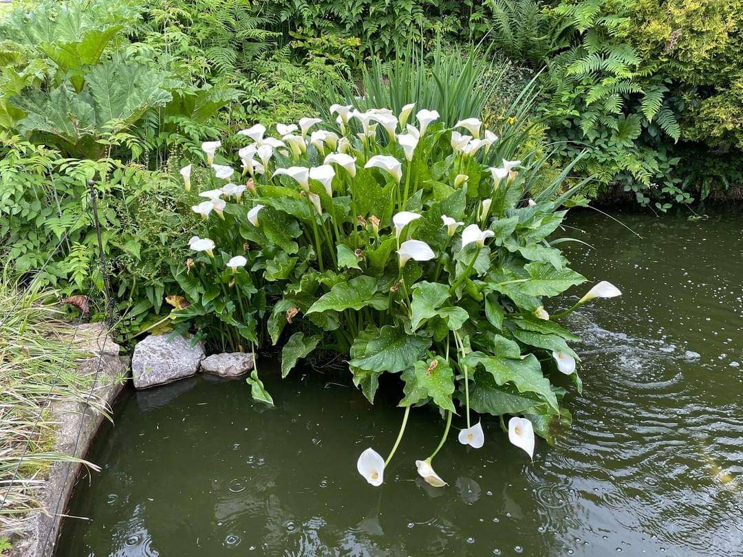 bunga kala lili - Instagram.com/the_pond_guys