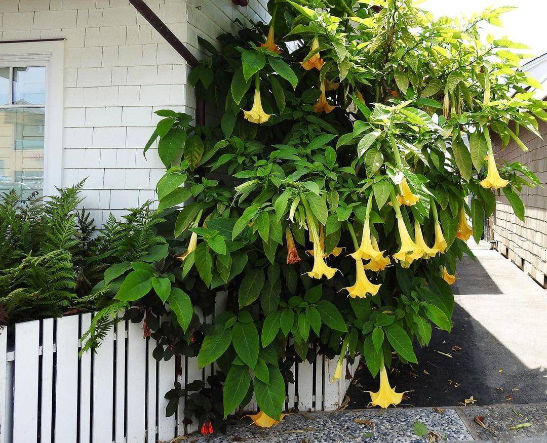 Bunga trompet - Instagram.com/sarehs_photography