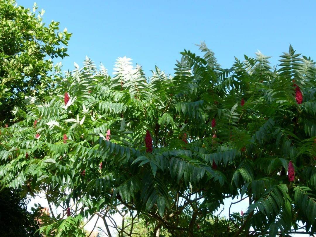 pohon rhus poison ivy - Instagram.com/fastdeckhb