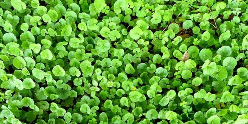 Pixabay/nevillekingston