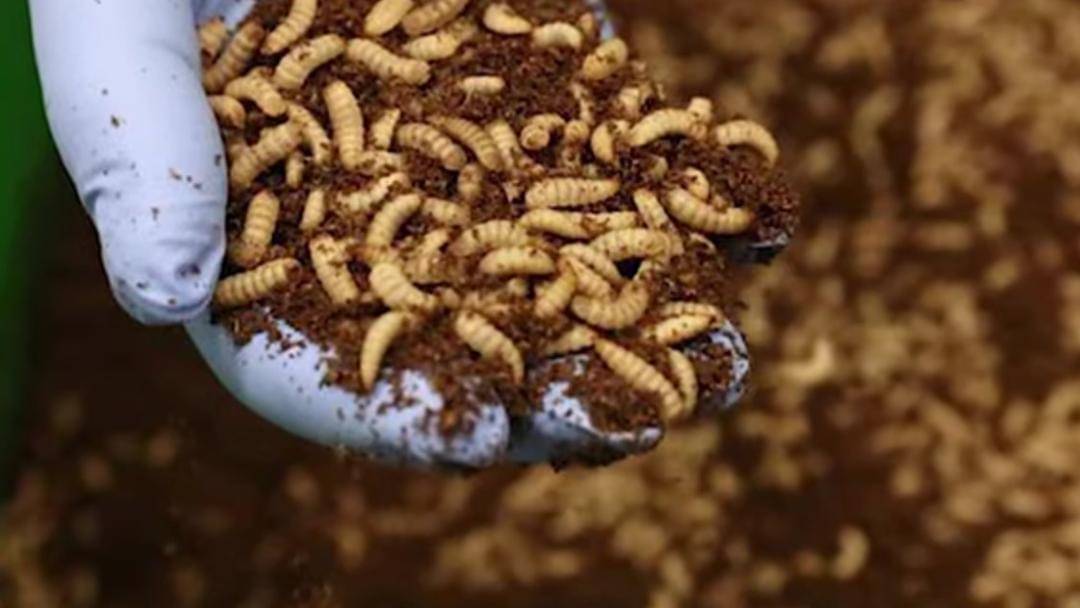 Youtube/Halo Edukasi