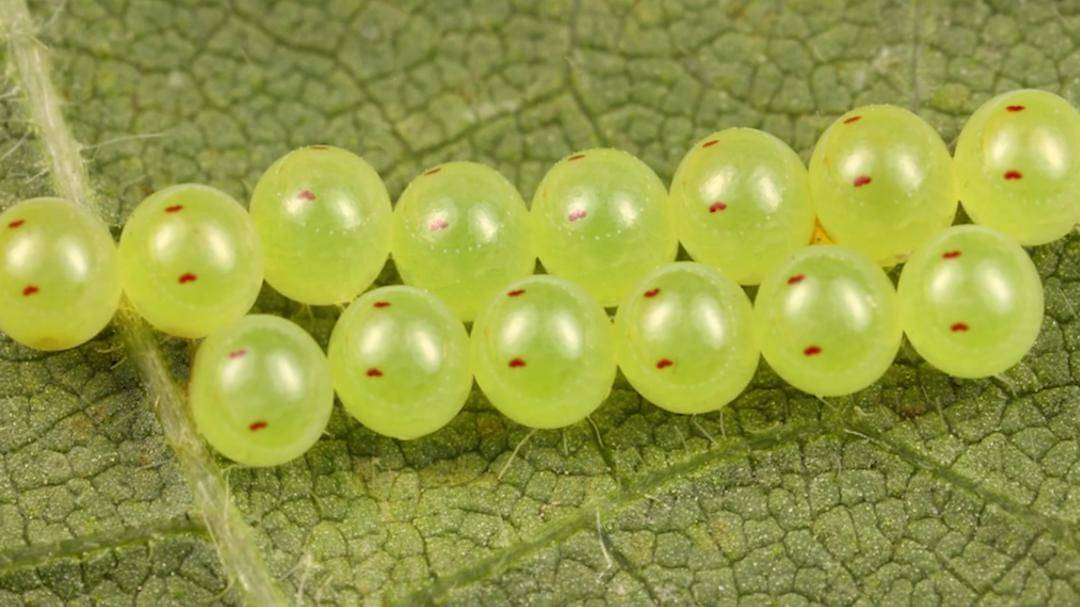 Youtube/Halo Edukasi