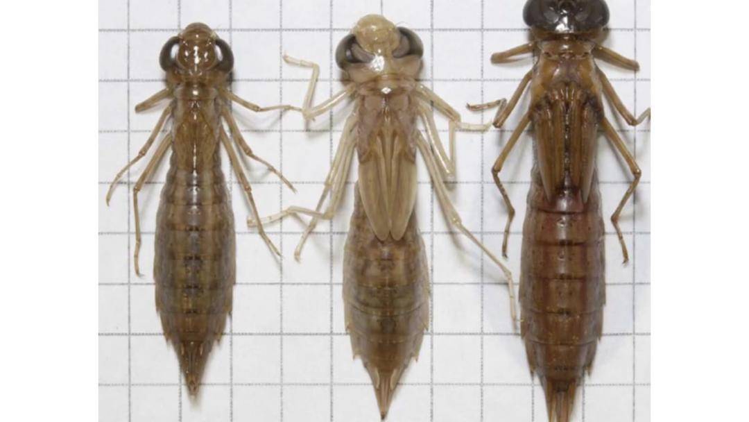 Youtube/Halo Edukasi