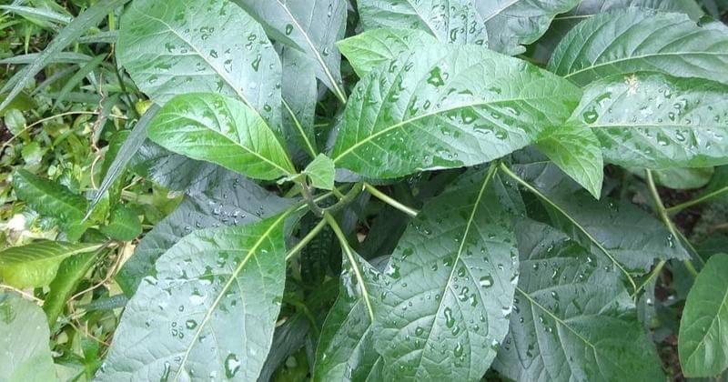 Instagram.com/atlaagrikultur