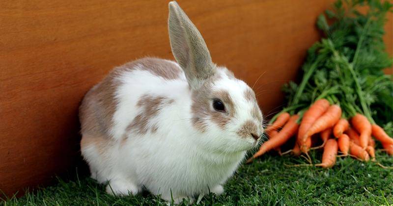 Unsplash/sandymillar