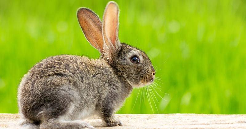 Freepik/pereslavtseva