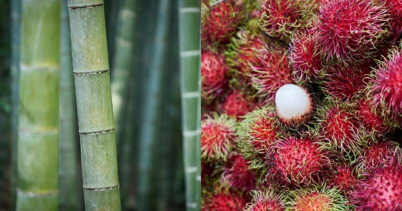 Pixabay/fietzfotos | Pixabay/Engin_Akyurt