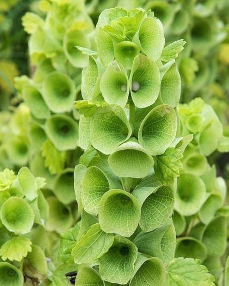 Instagram.com/edenbrothers