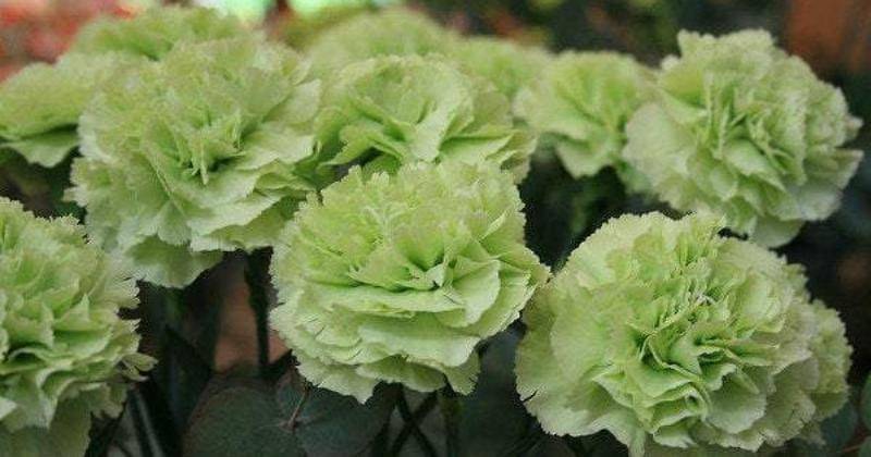 Passionforplantation.com