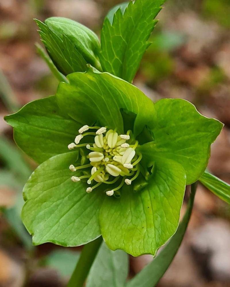 Instagram.com/wearewherethewildthingsare