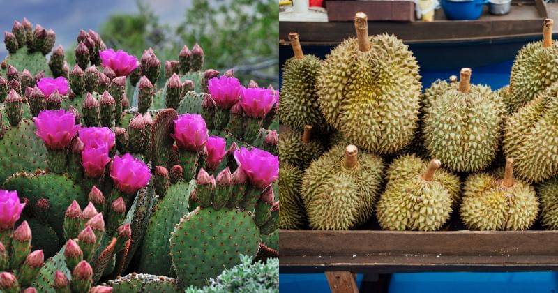 Pixabay/DaveInTucson | Freepik/jcomp