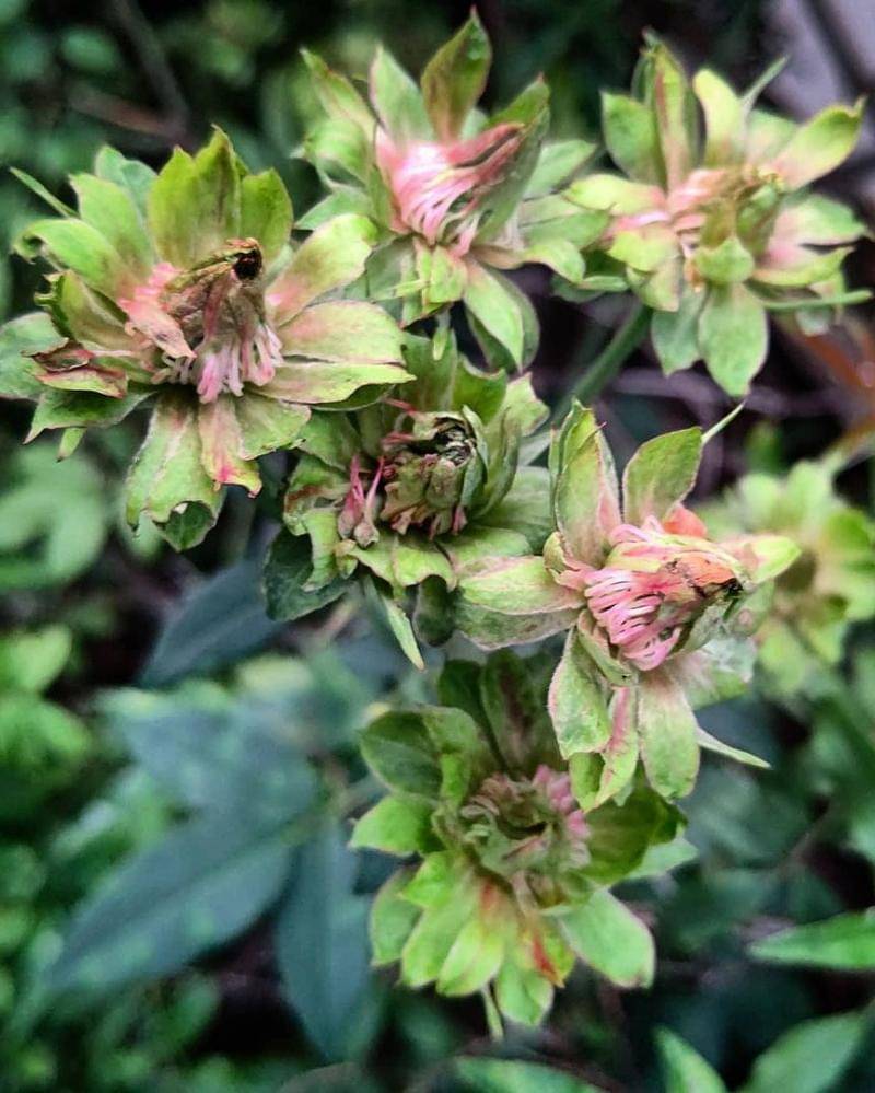 Instagram.com/scottish.nyami