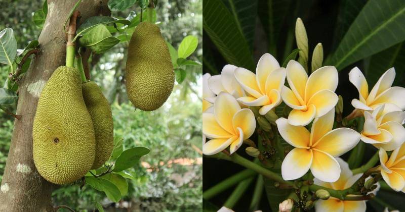 Pixabay/rabackpro | Pixabay/manfredrichter