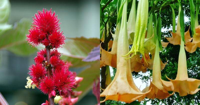 Pixabay/DEZALB | Instagram.com/yosephinerw