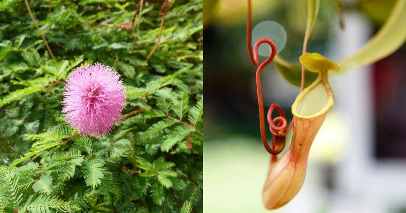 Pixabay/dani_chalkr | Pixabay/8K