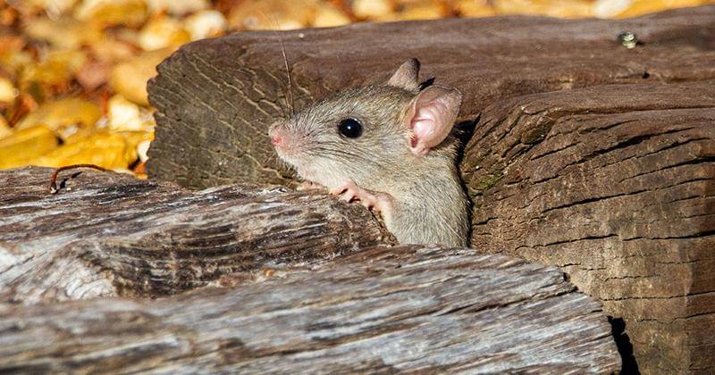 Unsplash/Joshua J. Cotten