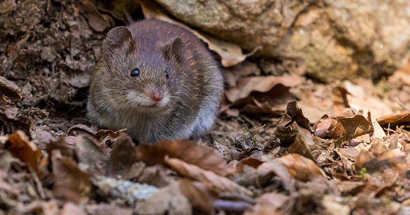 6 Penyebab Tikus Masuk ke Dalam Rumah, Bisa Memicu Penyakit