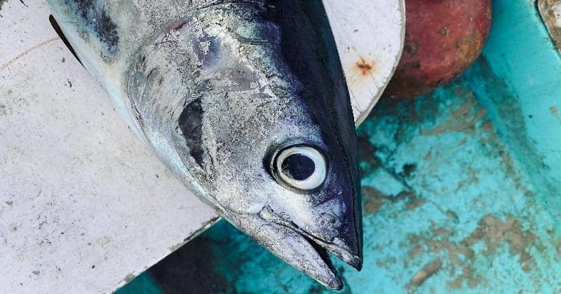 Unsplash/Tony Sebastian