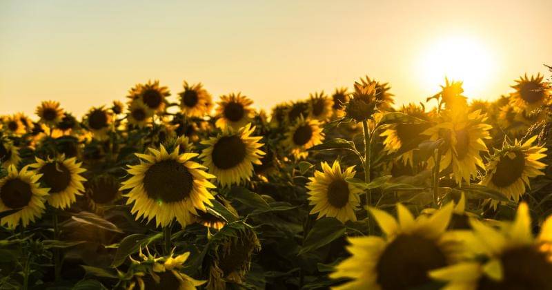 Unsplash/Marko Blažević