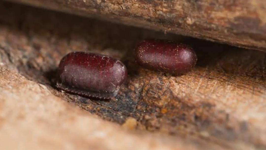 Youtube/Halo Edukasi