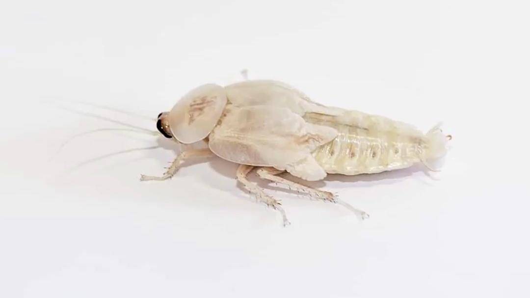 Youtube/Halo Edukasi