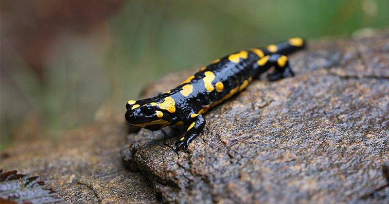 Freepik/vladimircech