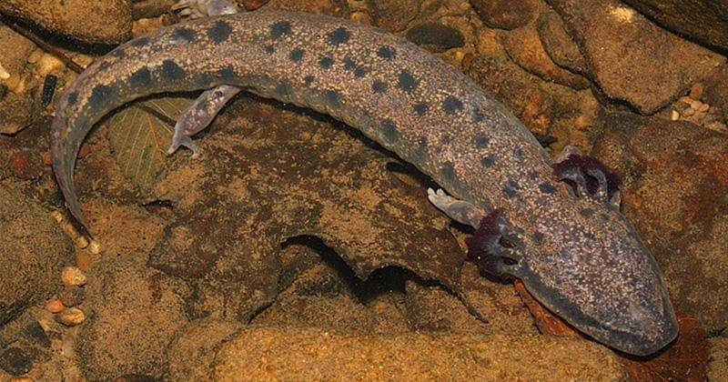 Citizen/Karen Chávez