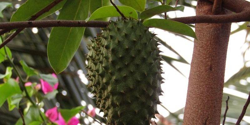 Pixabay/alidaferreira1985