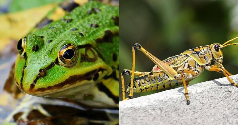 Pixabay/pixel2013 | Pixabay/WikiImages