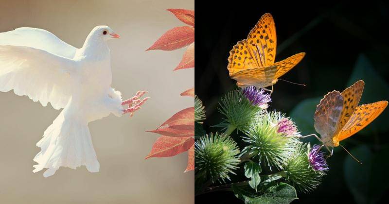 Pixabay/cocoparisienne | Pixabay/bogitw