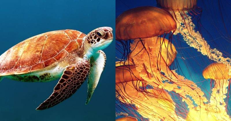 Pixabay/Free-Photos | Pixabay/Pexels