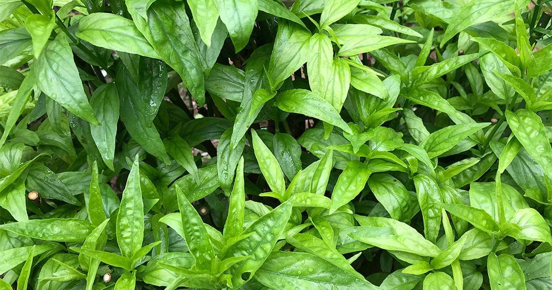 Dok. Jovee - Shutterstock/pakn