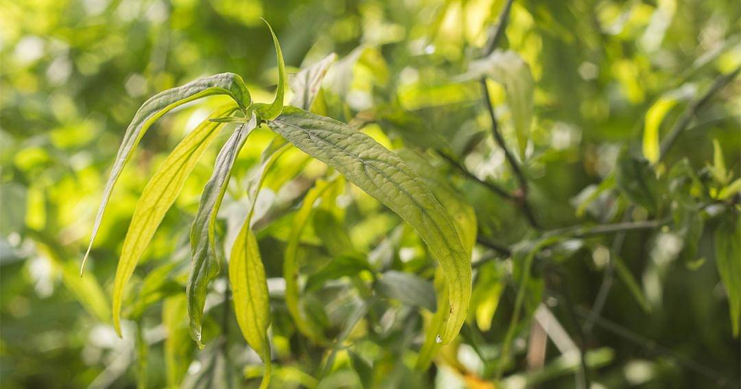 Dok. Jovee - Shuttertock/Raihana Asral