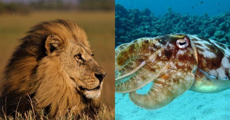 Pixabay/Ru1Schoeman | Unsplash/Peter Boshra