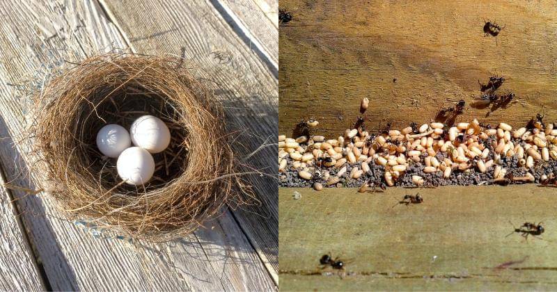 Unsplash/Karen Ciocca | Pixabay/bpn