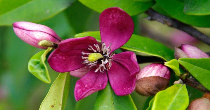 gardensonline.com.au