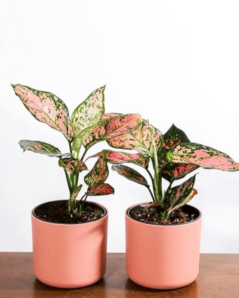 Instagram.com/plantsworldnursery